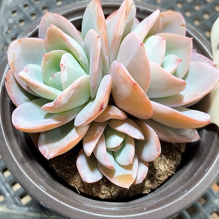 多肉植物布鲁兰1070