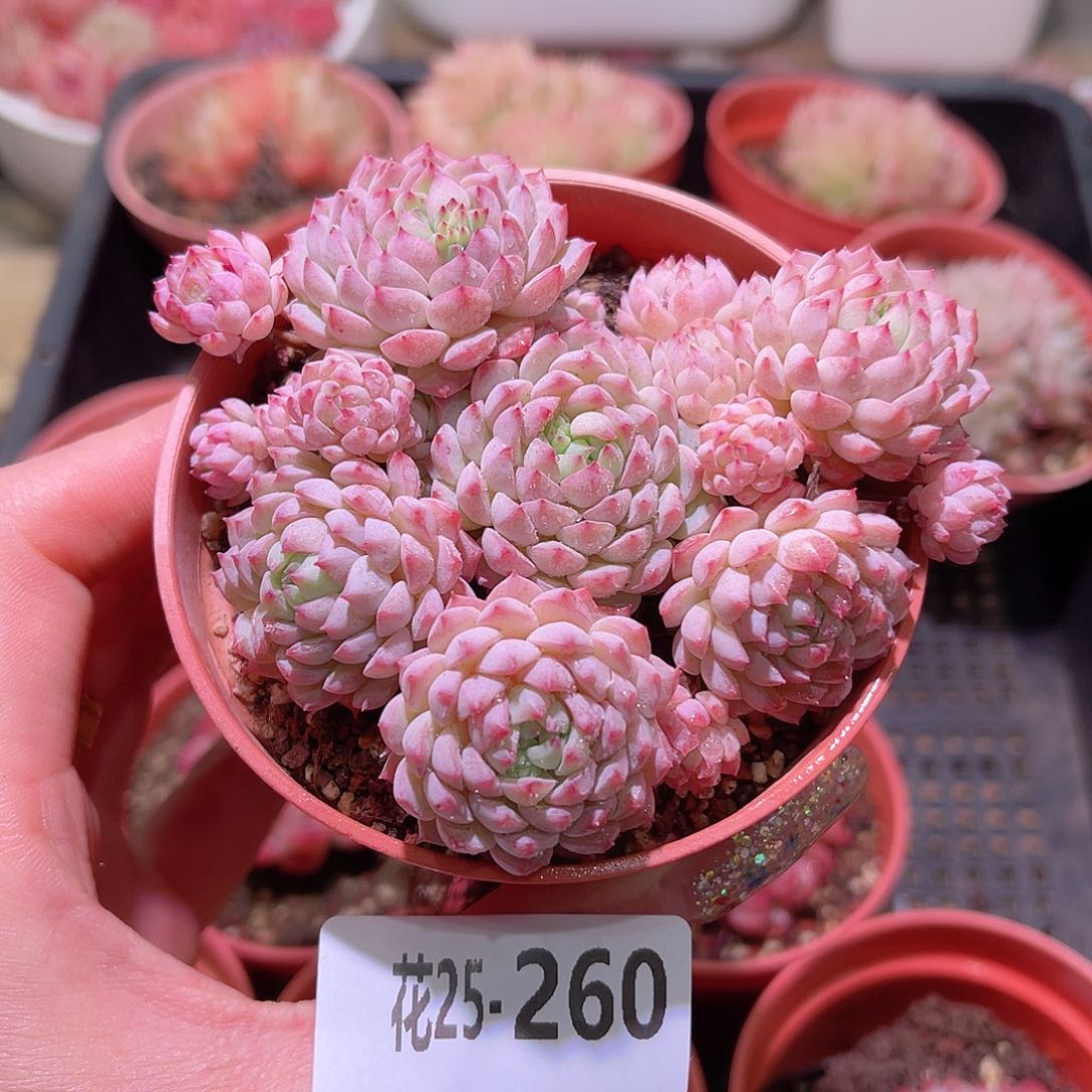 花利美25-260小粉莓