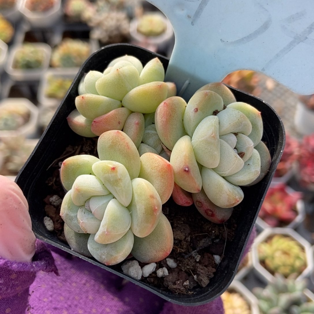 2134冰玉多肉植物保护