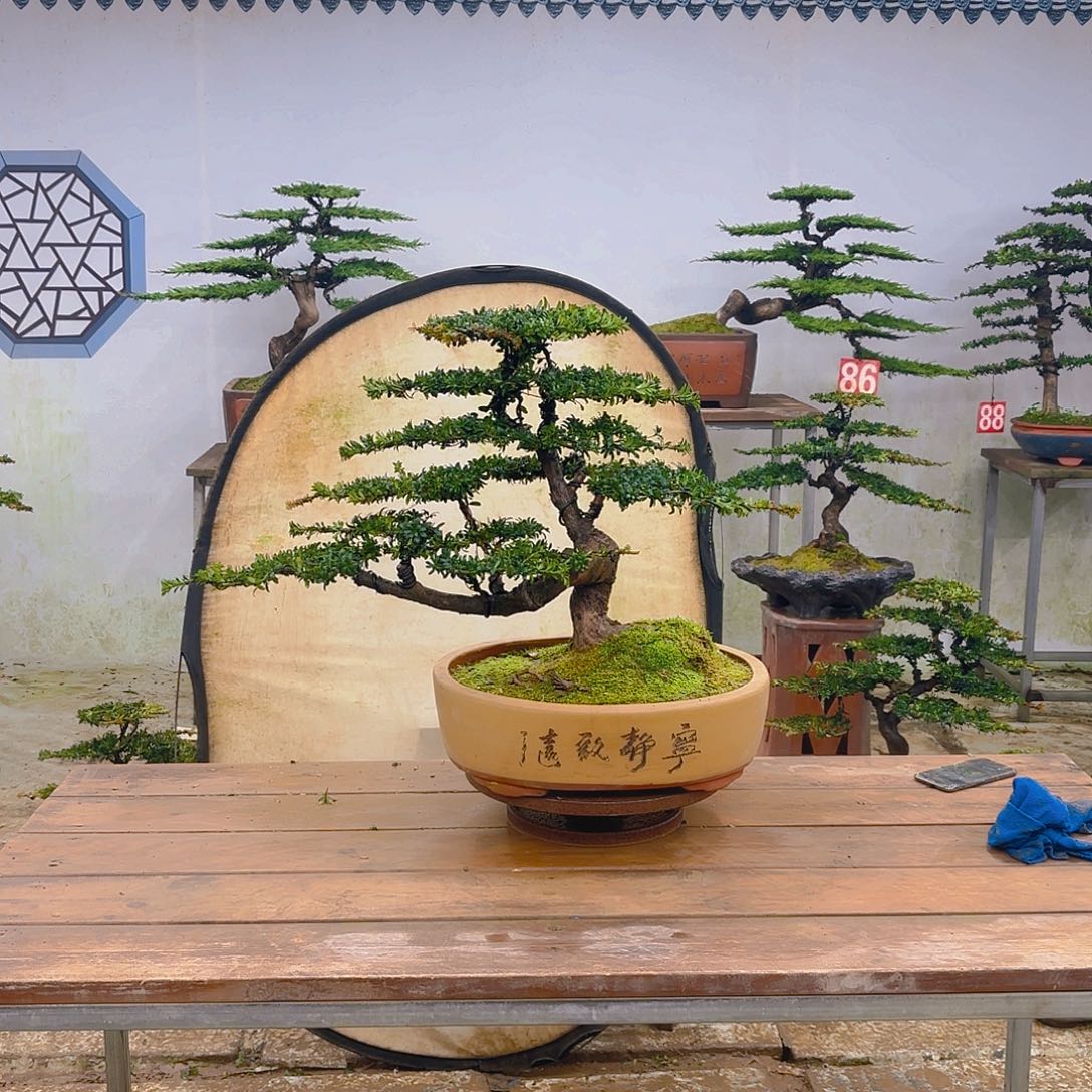 木红芽罗汉松带盆