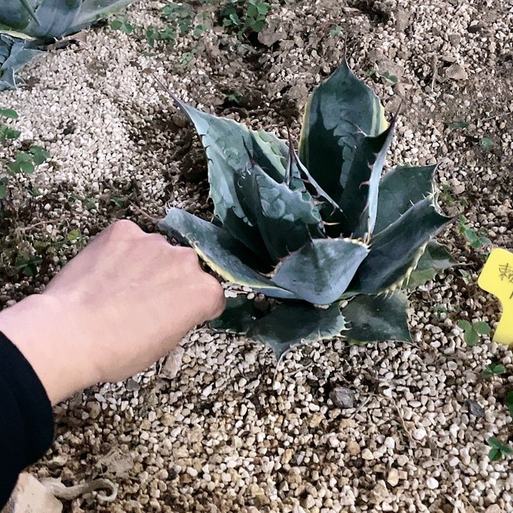 龙舌兰赖光锦包邮包邮