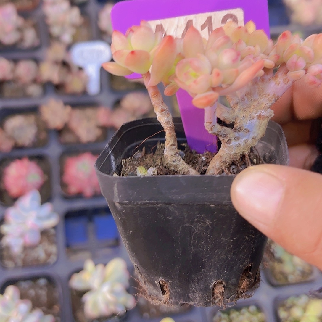 A412马库斯缀一物一拍