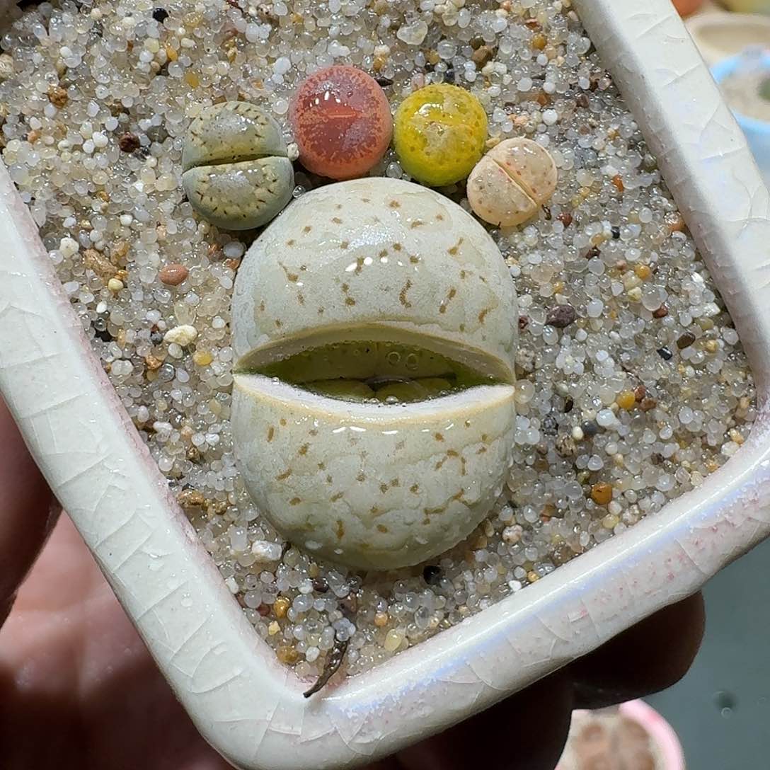 红陶蘑菇727彩拼