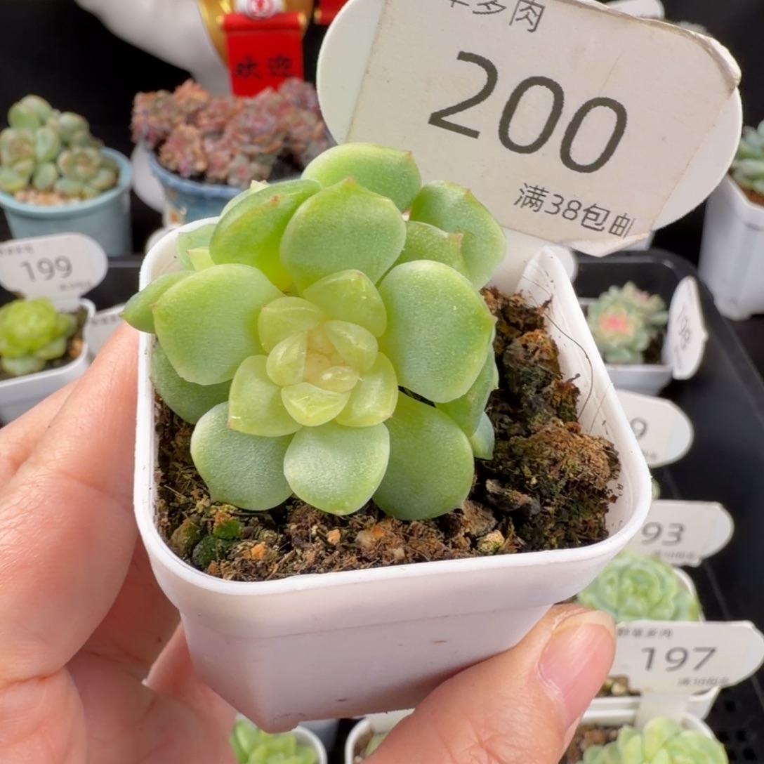 谪仙三头群一颗200号