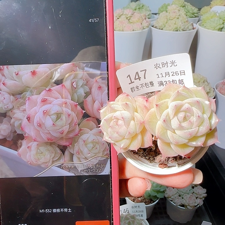 1126-147m1-332麦杆