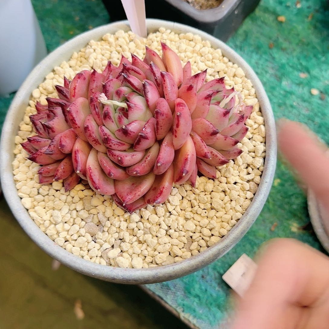 回***香016一物一拍红东云