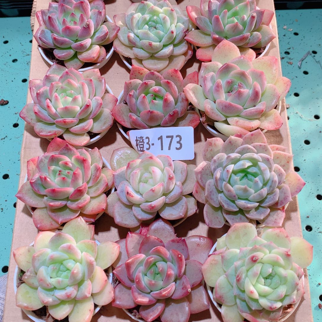 3-17一物一拍多肉带盆18颗