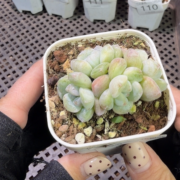 114 号到手1颗一物一拍