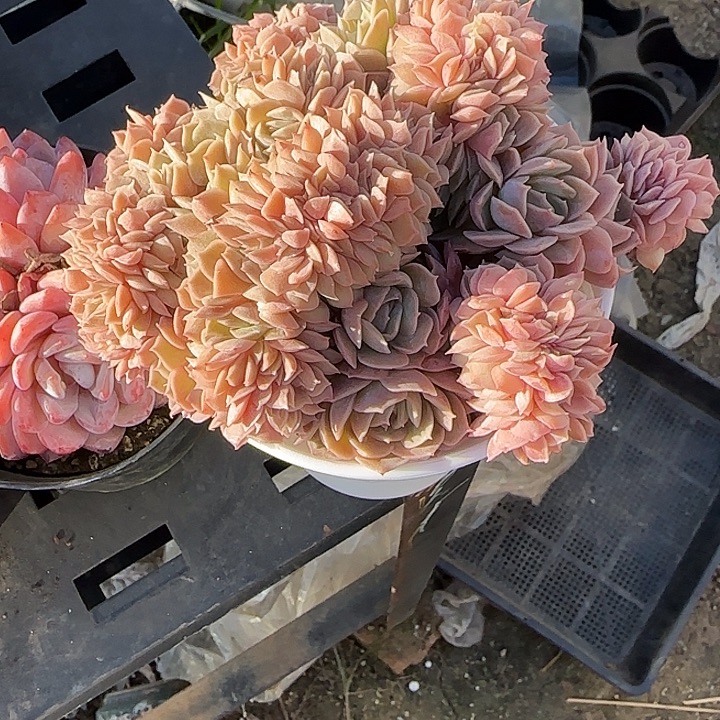 ****花青蛙王子儿童牙膏套装11