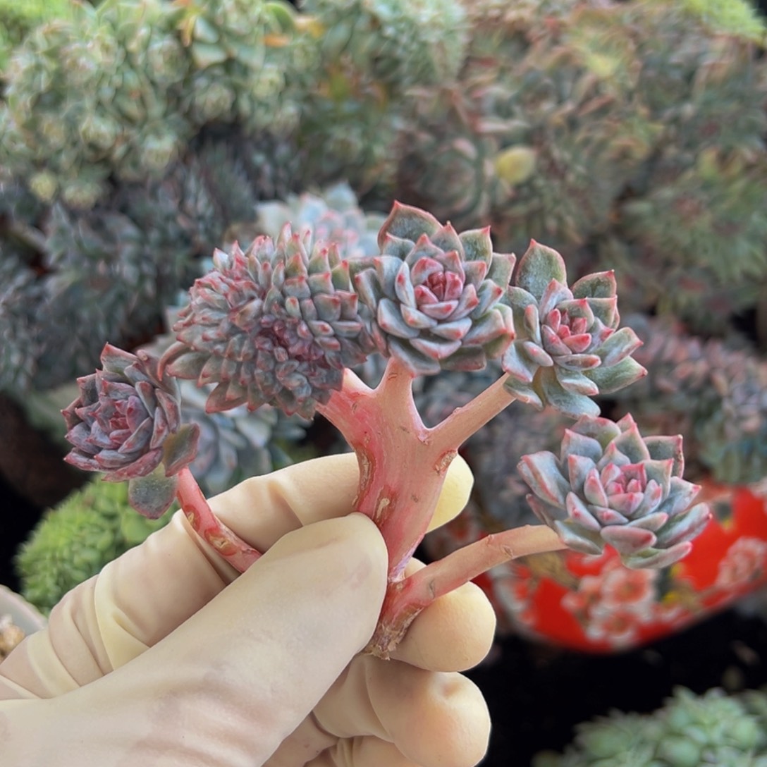 新年快乐 新年快乐 新年快乐