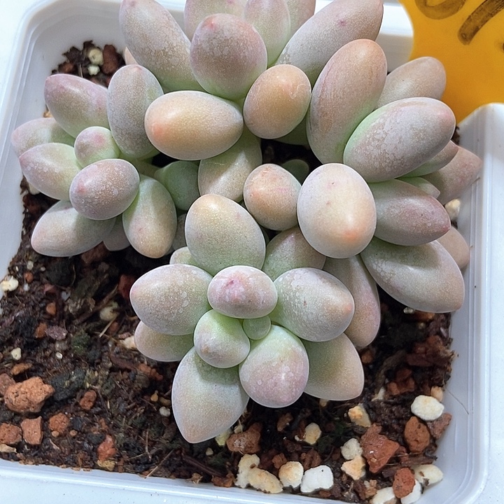 多肉植物粉色理人1612多肉