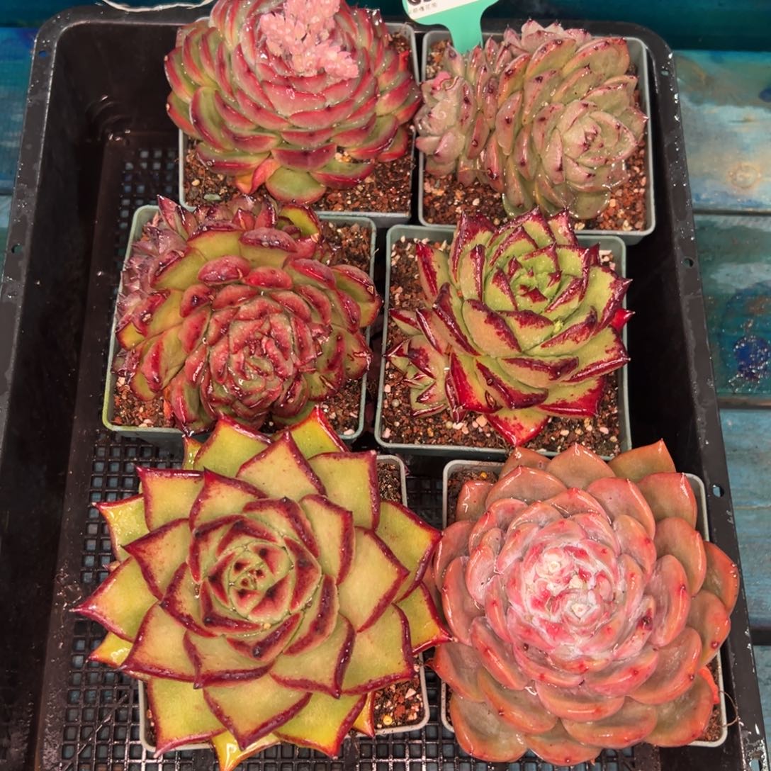 从前慢多肉精选编号0119.446