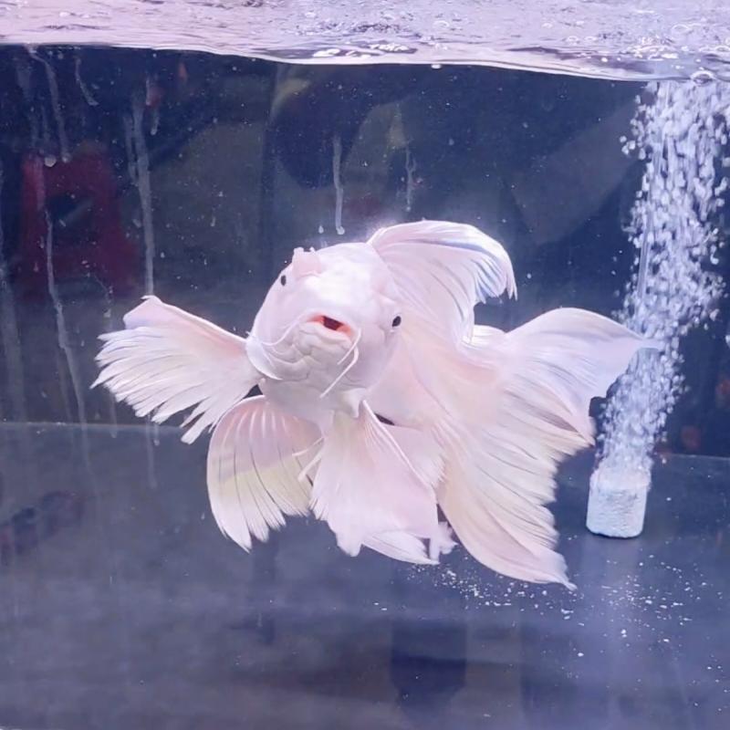 好养耐活的冷水观赏鱼蝴蝶鲤