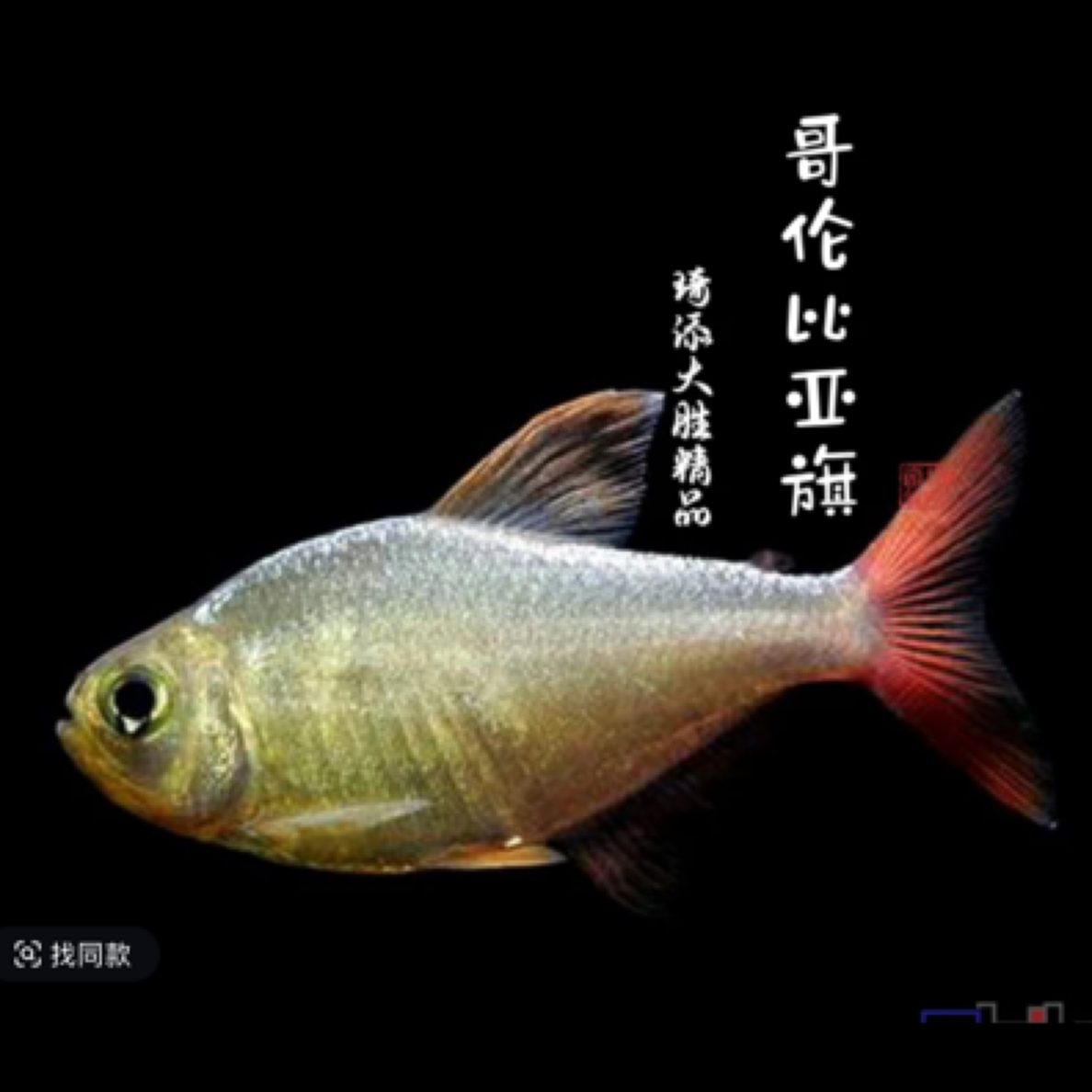 鱼乐圈 哥伦比亚梦幻旗类鱼南美小型热带淡水观赏鱼