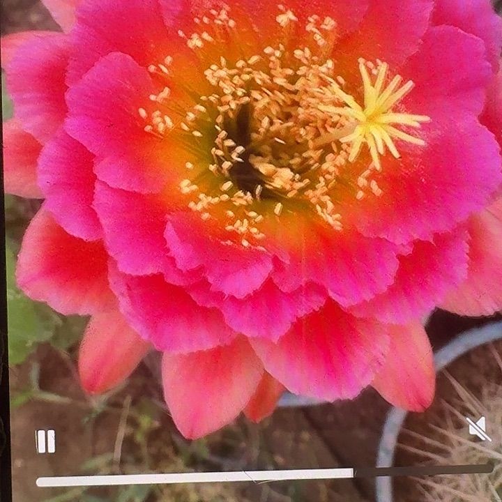 闭月侧芽5公分毛花柱