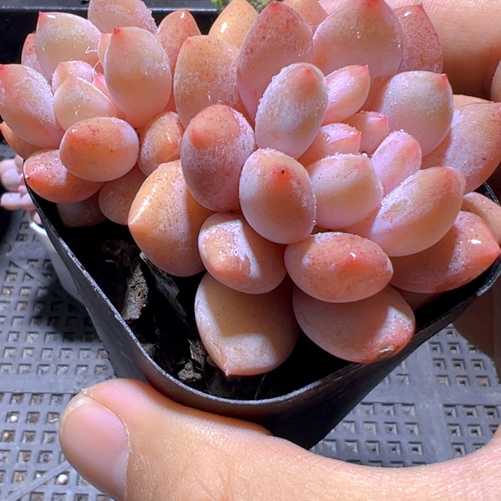 双头半夏【一物一拍】香尔卉园艺