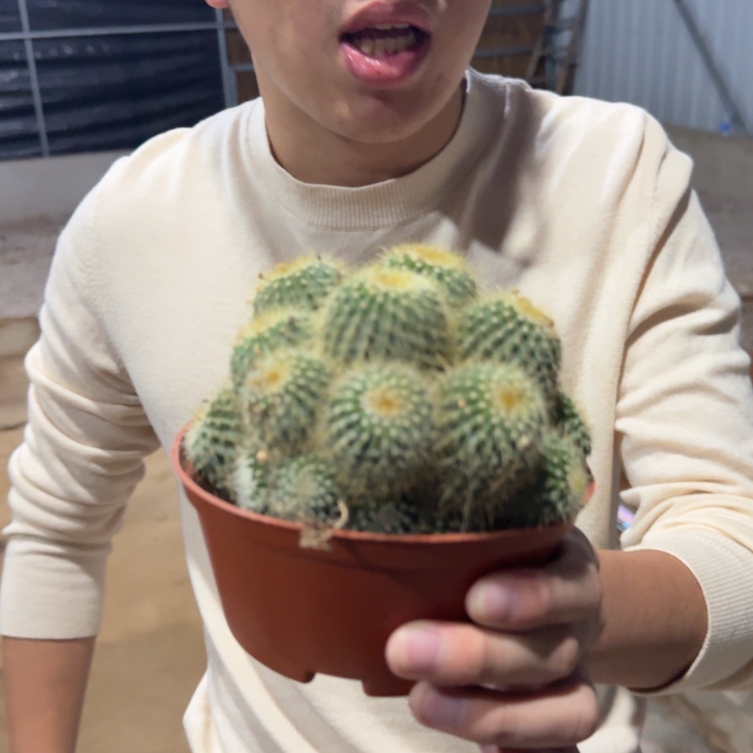 群生多头金冠带瑕疵10cm