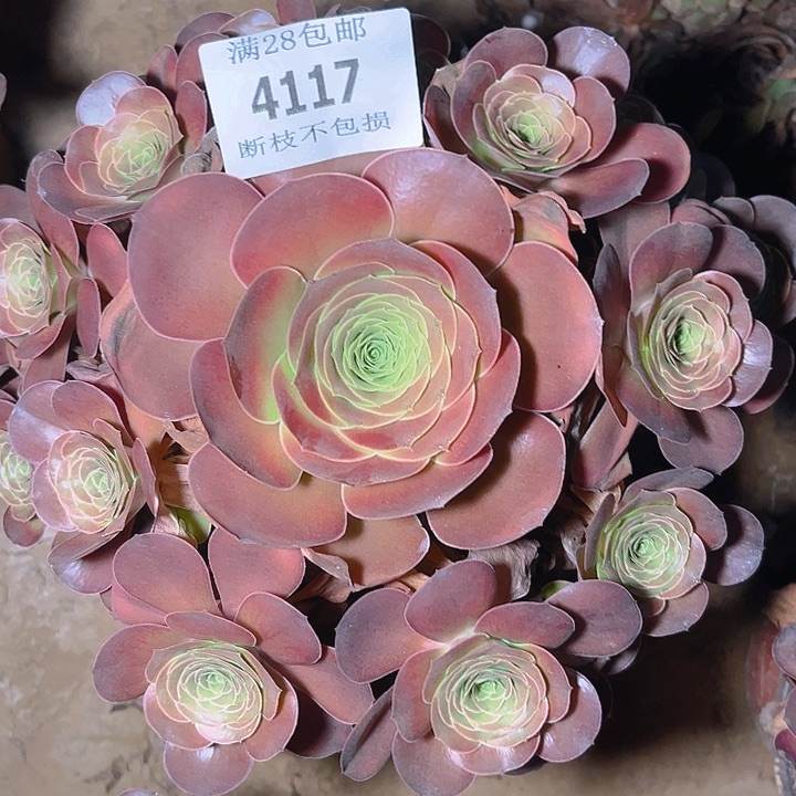 4117魅金玫瑰多肉植物