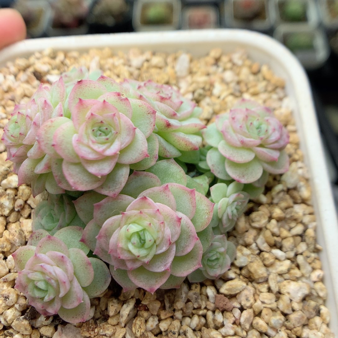 E53新品优选编号小脸朵朵群