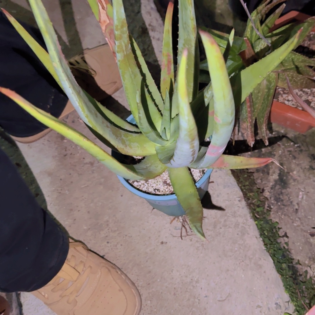 泳*块根植物块根植物