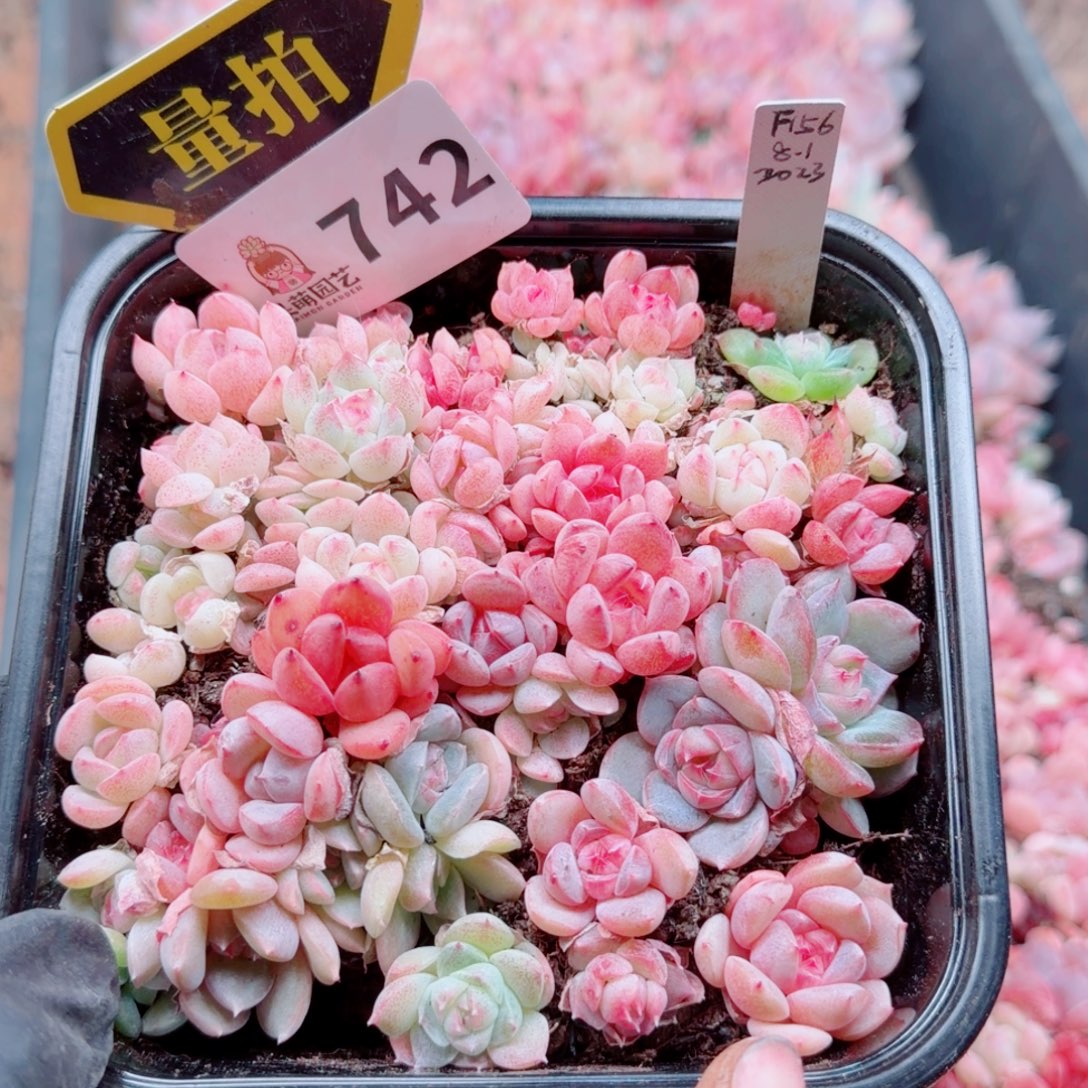 多肉植物多肉植物