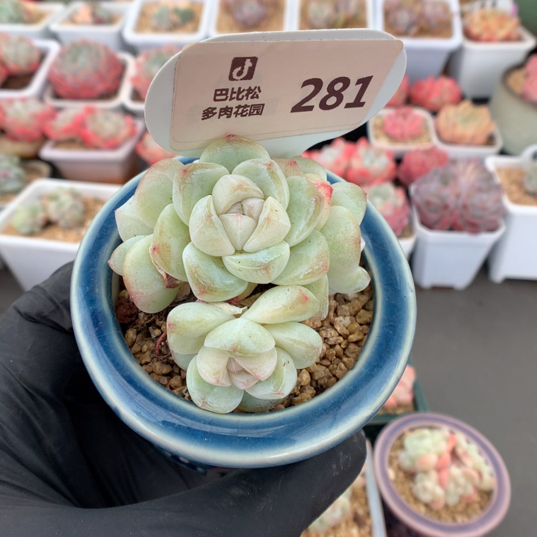 281 透白心冰玉多肉
