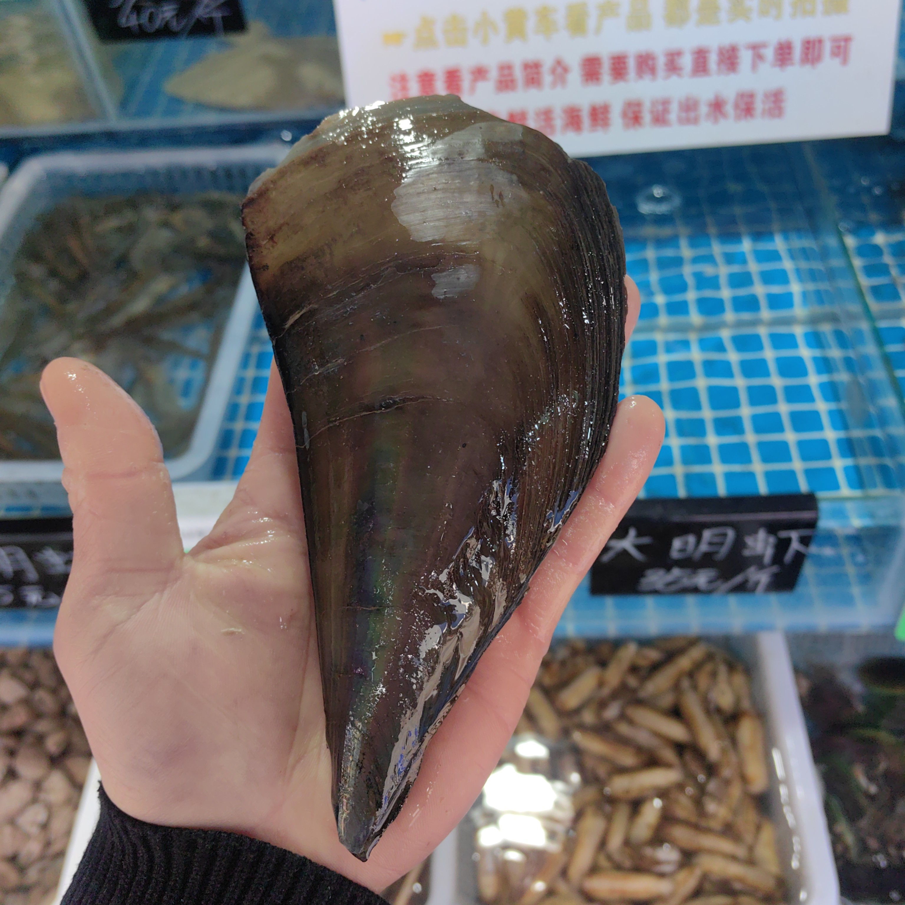 默认处理保鲜保活带子螺1个230克
