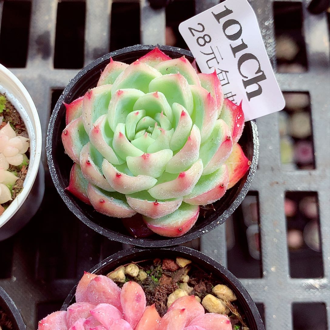 5厘米盆精控多肉101