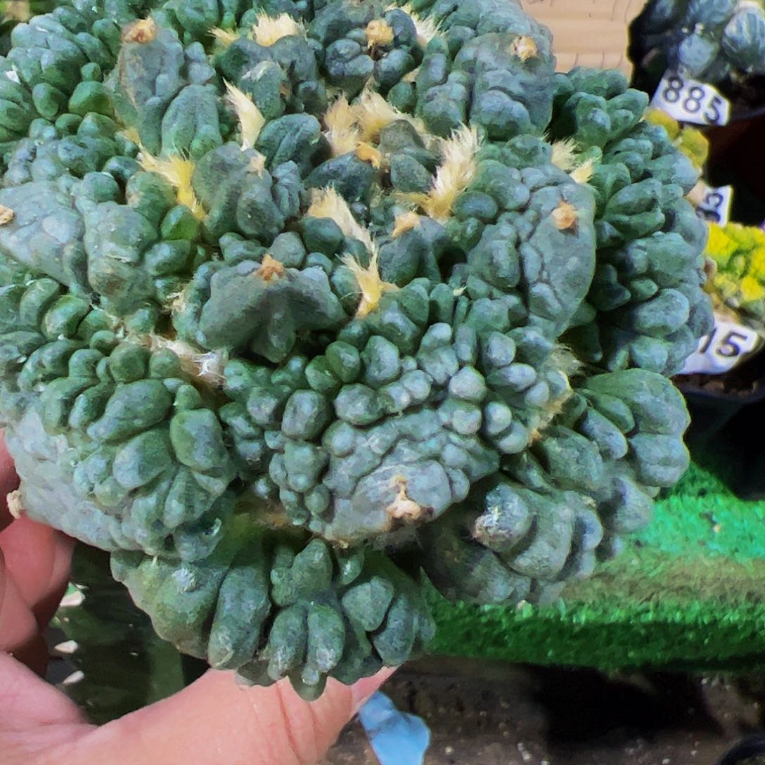 无花朵满叶怒涛牡丹114杆子缺水