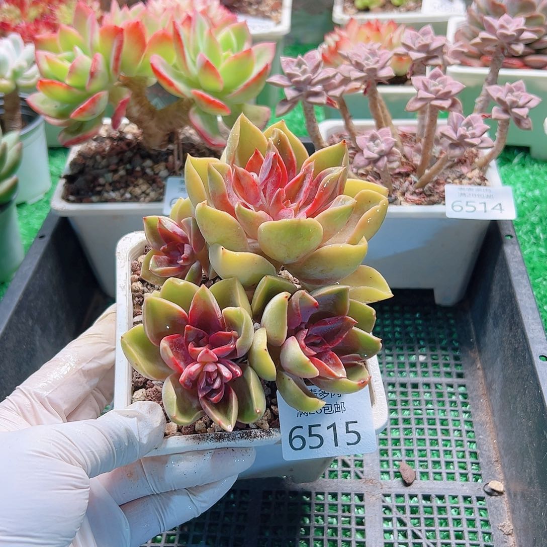 无花朵多肉一物＿柏6515