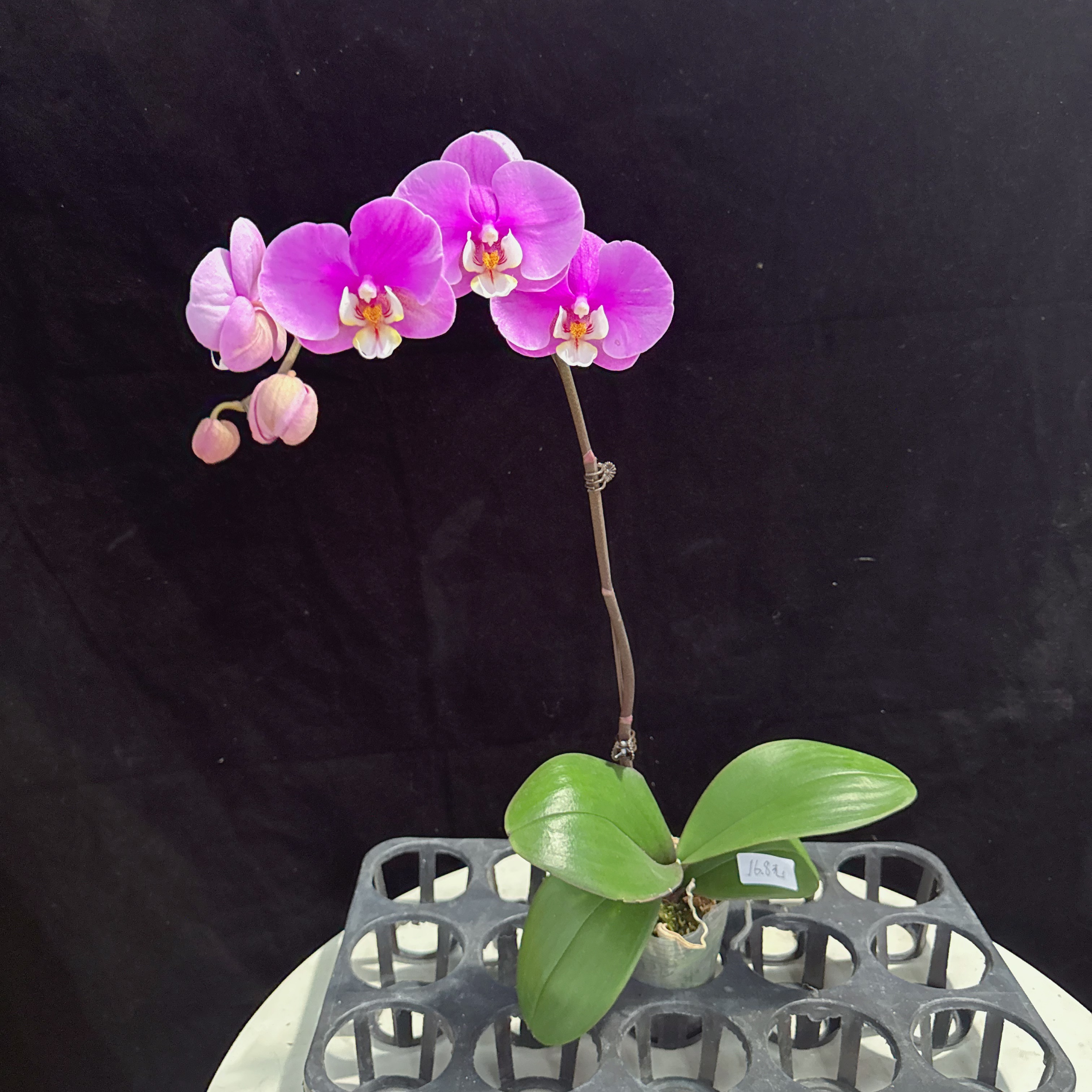 蝴蝶兰盆栽【安娜】粉色花系室内好养花期长开花发货