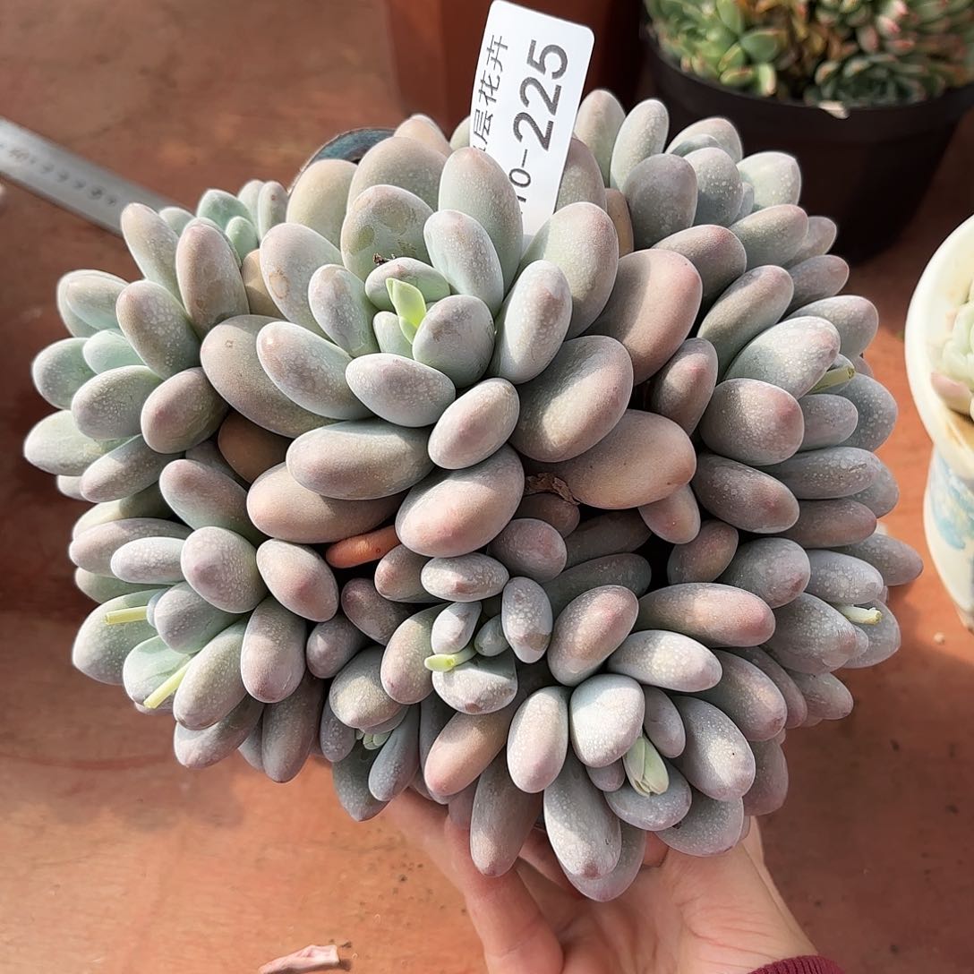 蓝*同温层多肉香水225