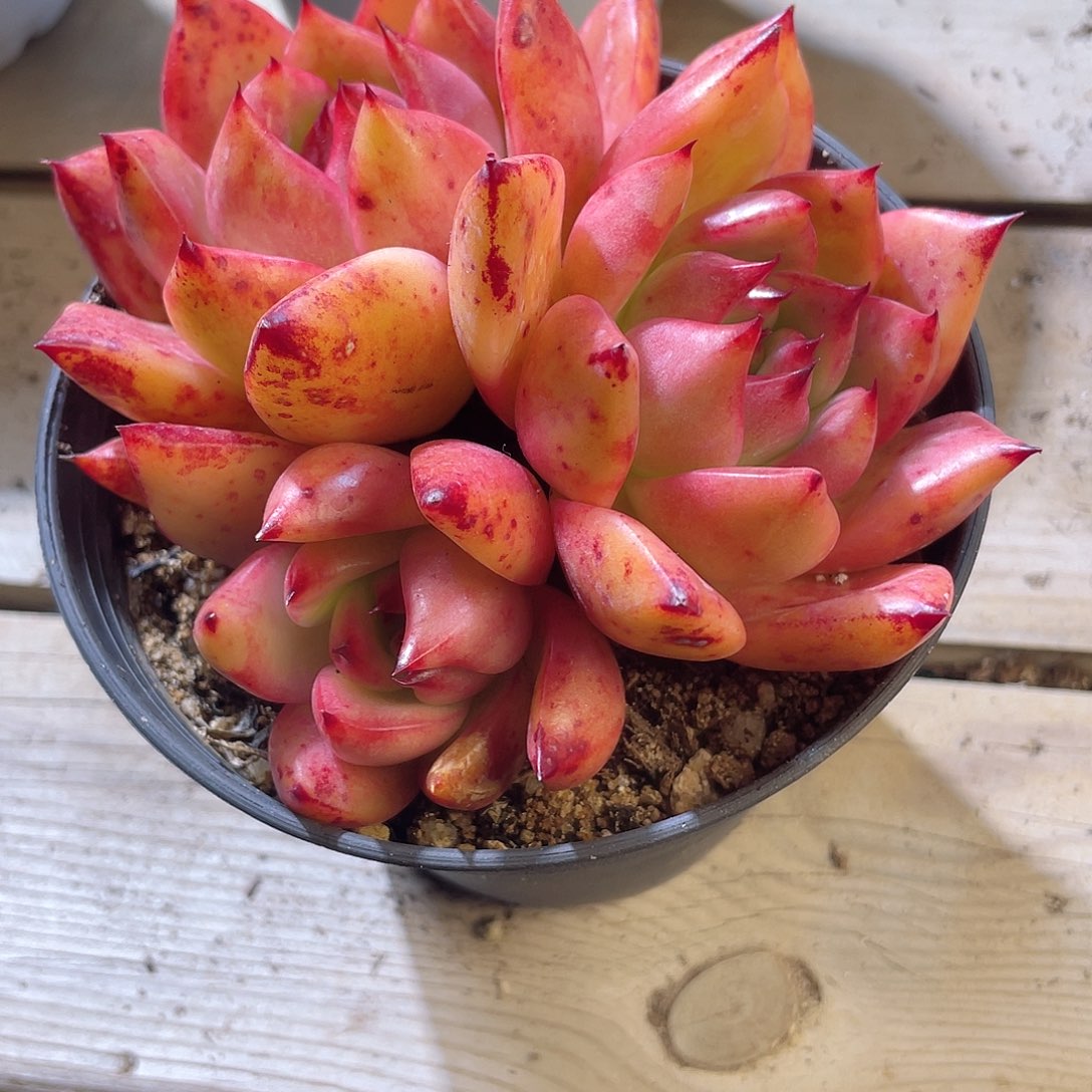 0448 粉钻 六月六