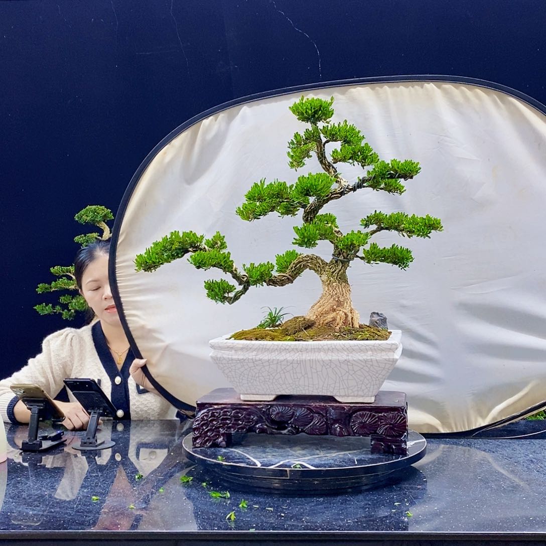 无花朵伴**飞黄杨盆景造型