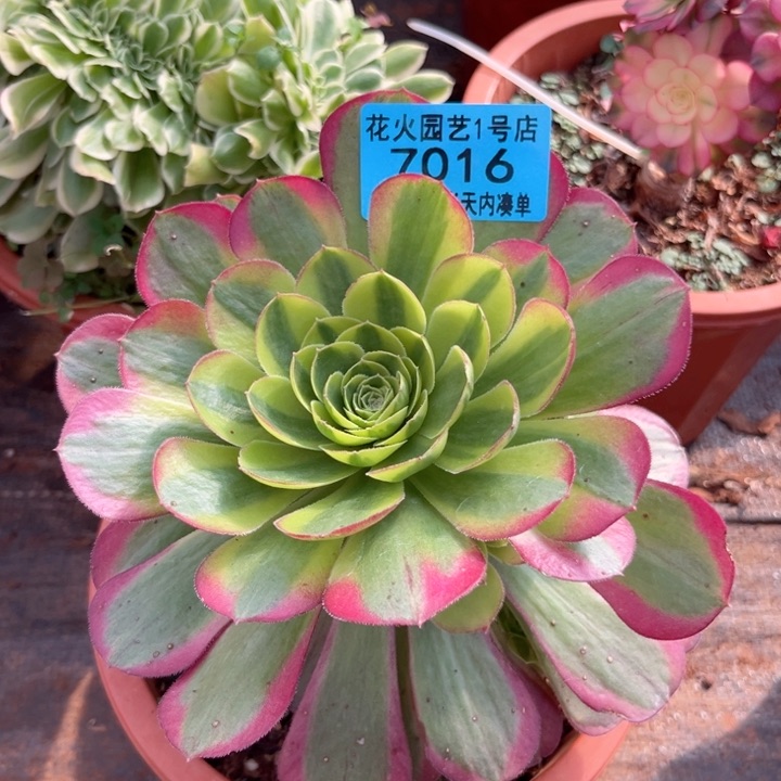 奶白7016多肉植物