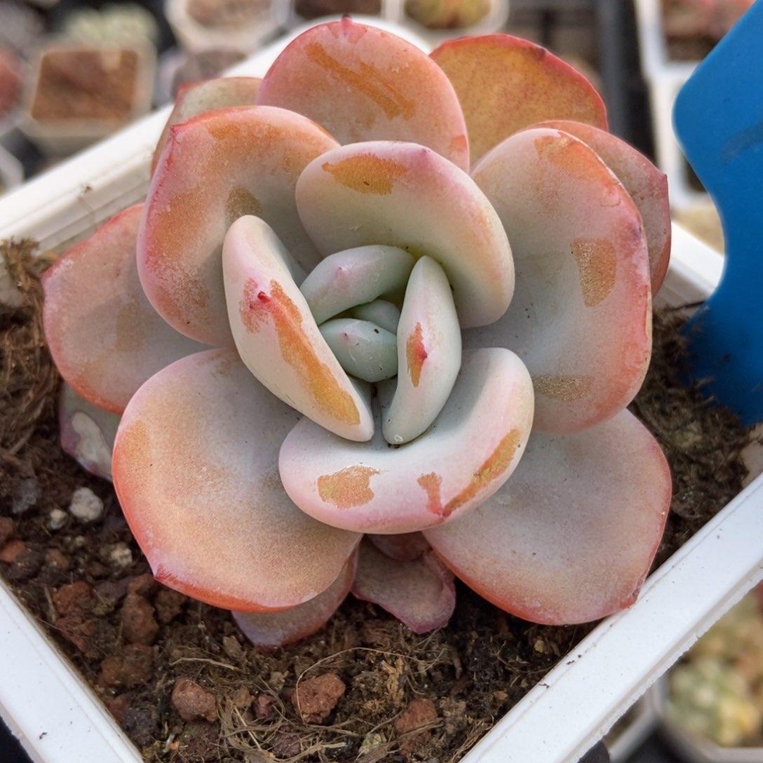 1019奶茶多肉植物保护