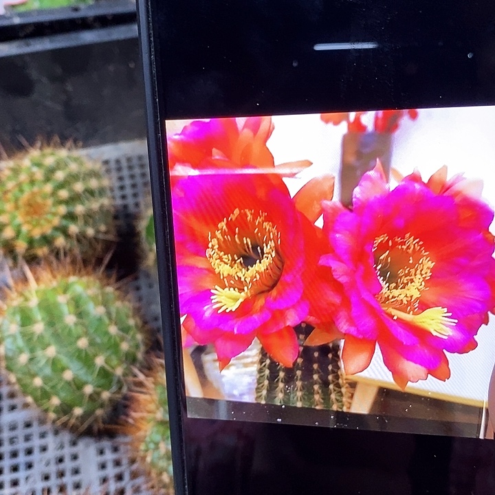 毛 卡耐希/侧芽歪20包邮/