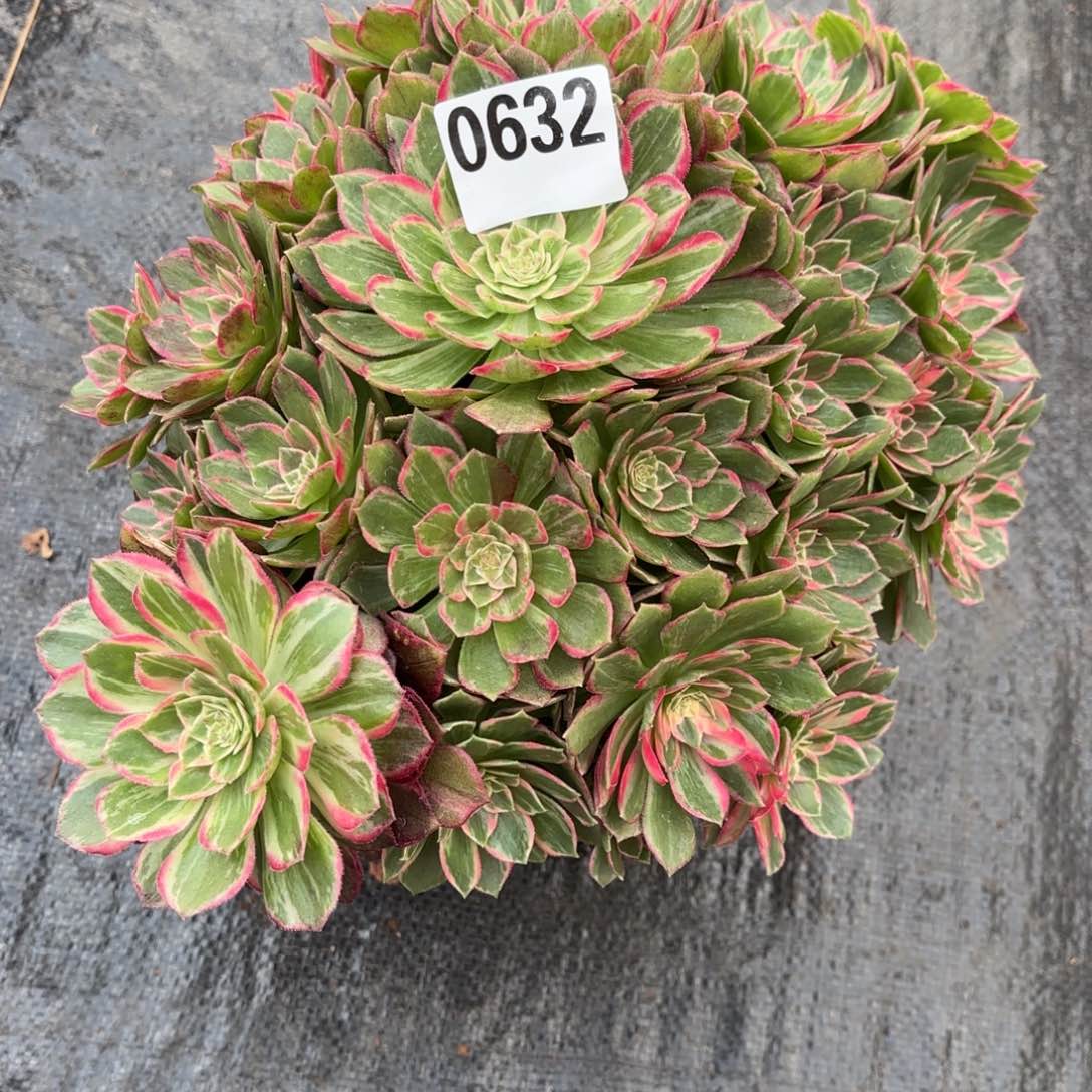 哥***说万花筒0632发货