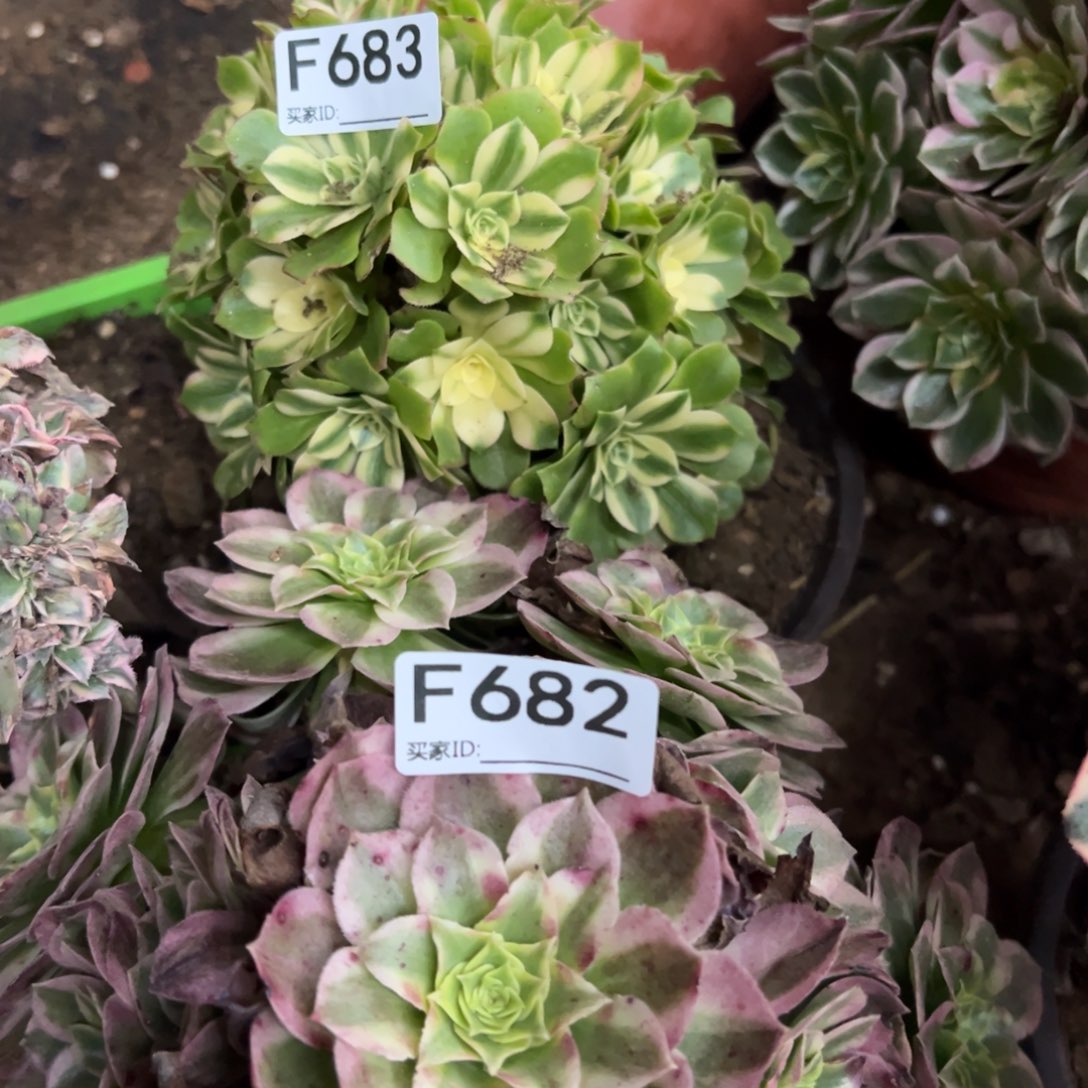 683辛尼亚多肉植物法师