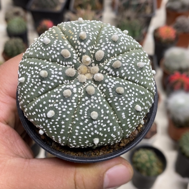 实生超兜特价福利