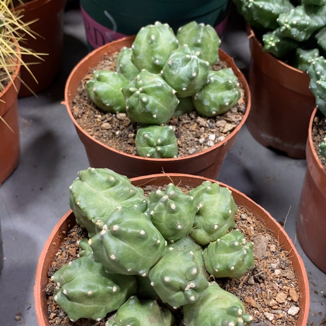 新品橙桃多头一杯