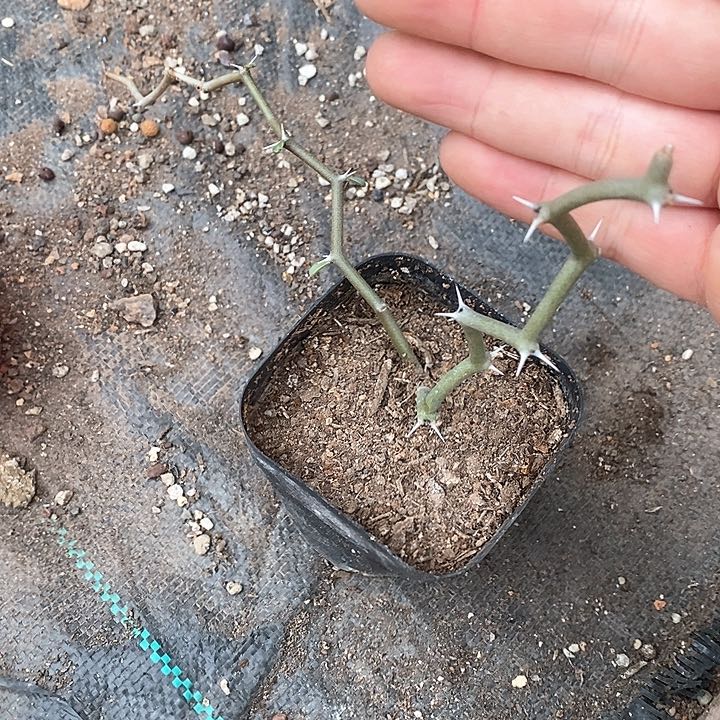 孤品优选弯曲龙两叉福利