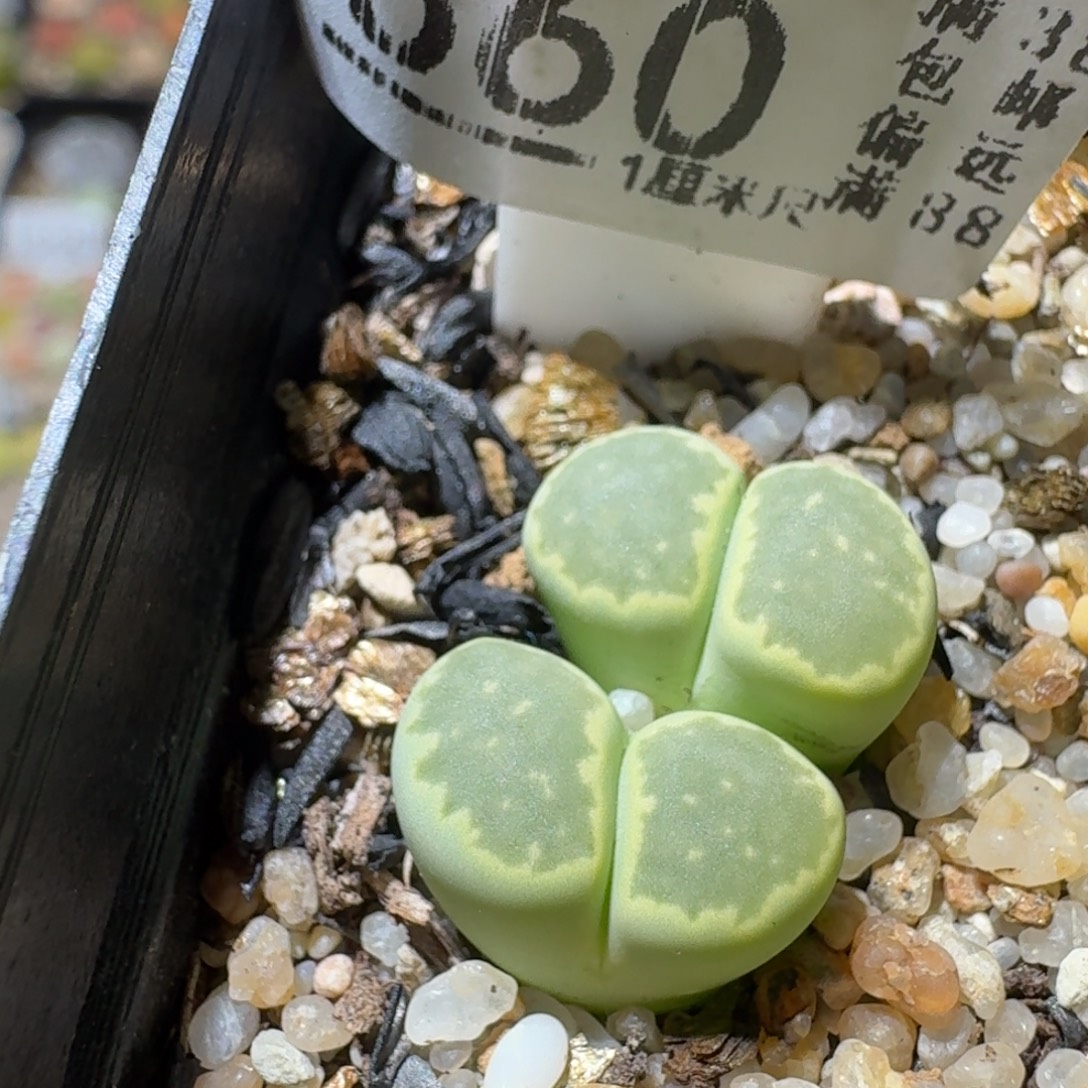 Sss生石花清货660