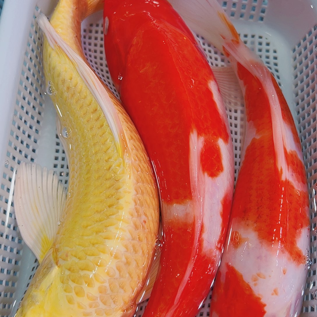 锦鲤锦鲤冷水鱼观赏111