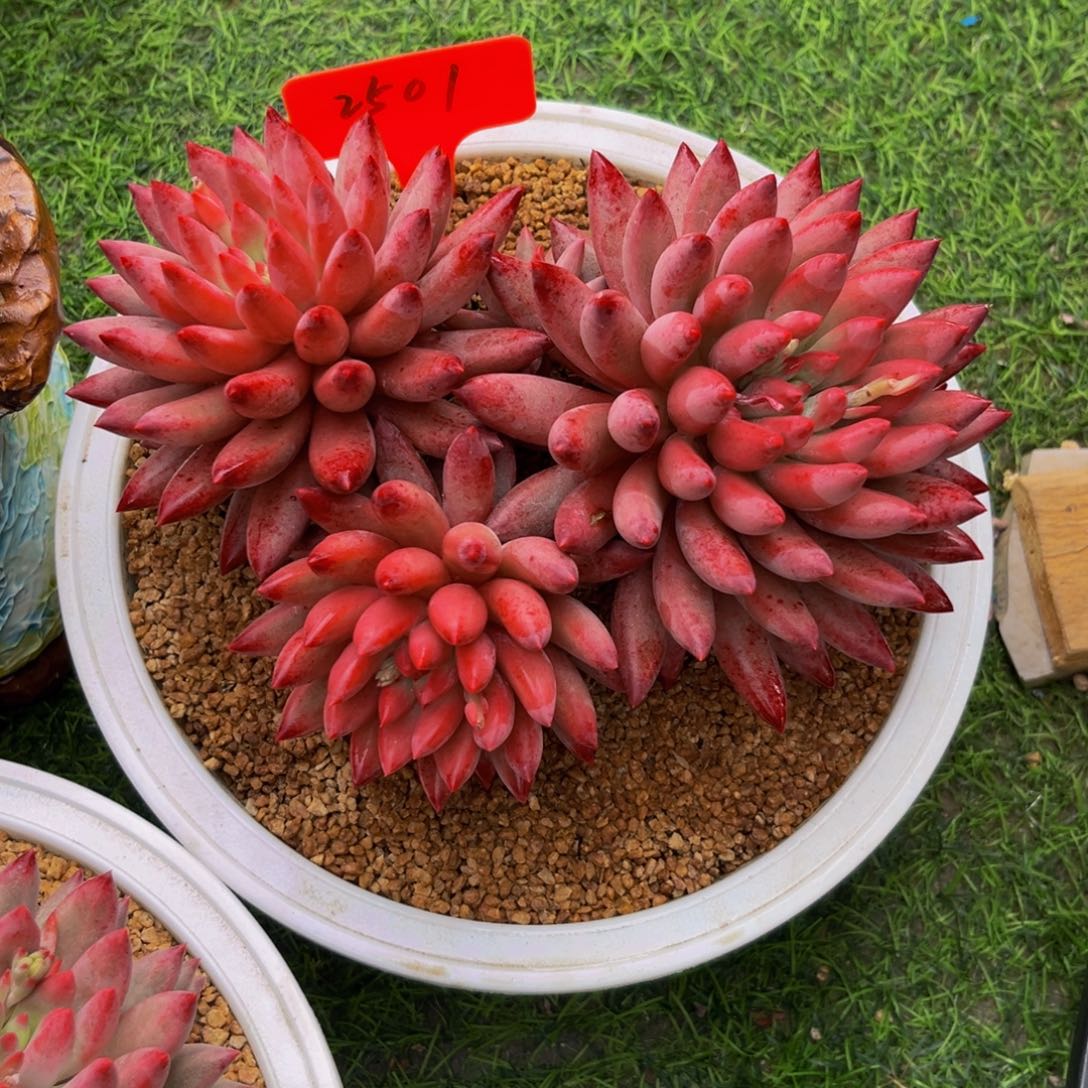 用****72501下午多肉植物群生