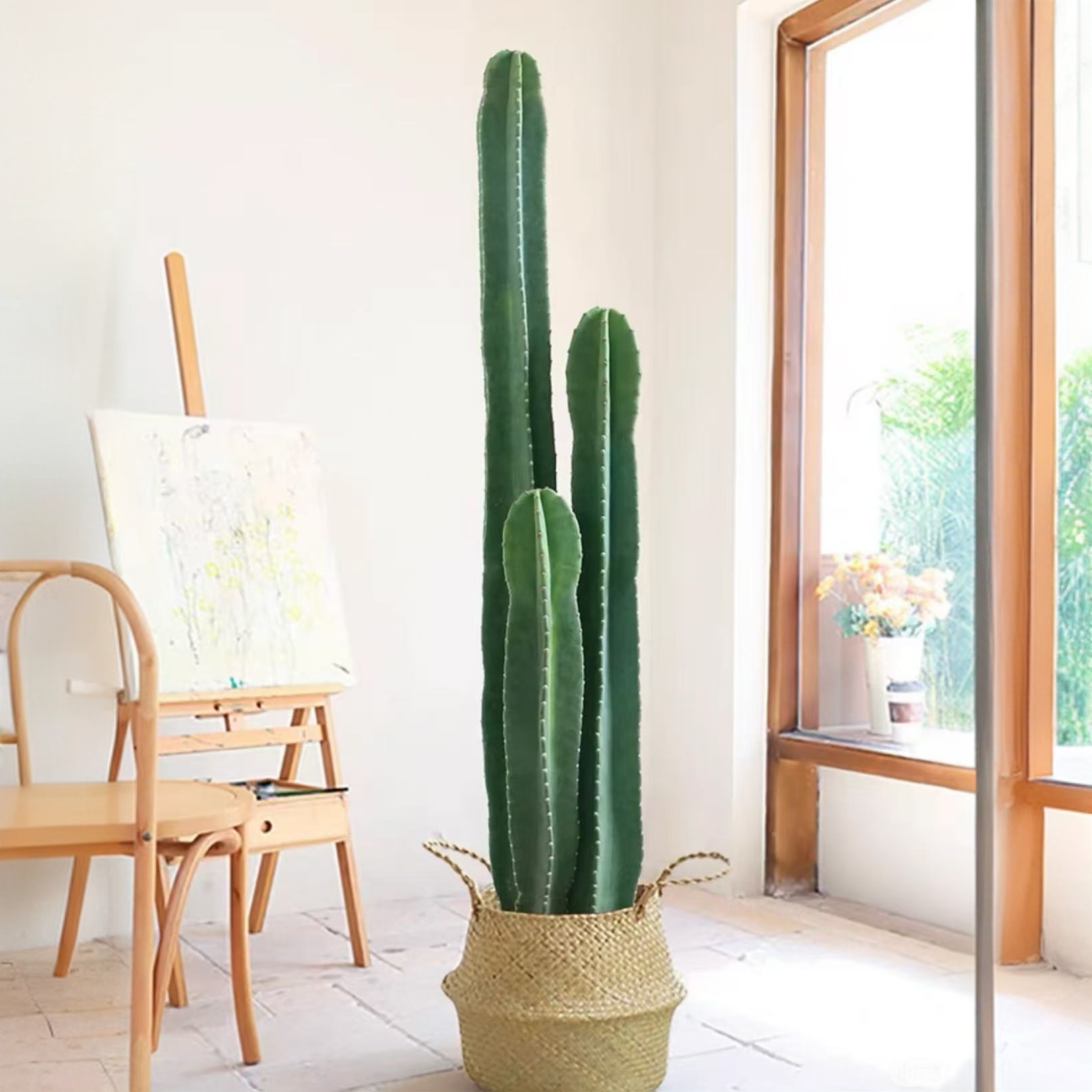 【1.3-1.5米】步步高耐旱巨人量天尺大型绿植地栽可开花京东上门