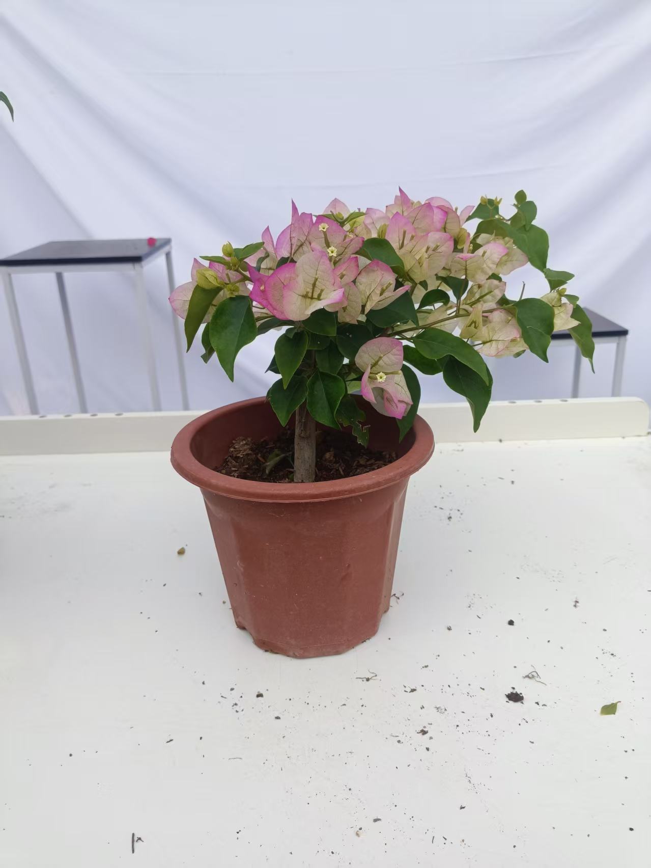 绿叶樱花小颗的四季开花