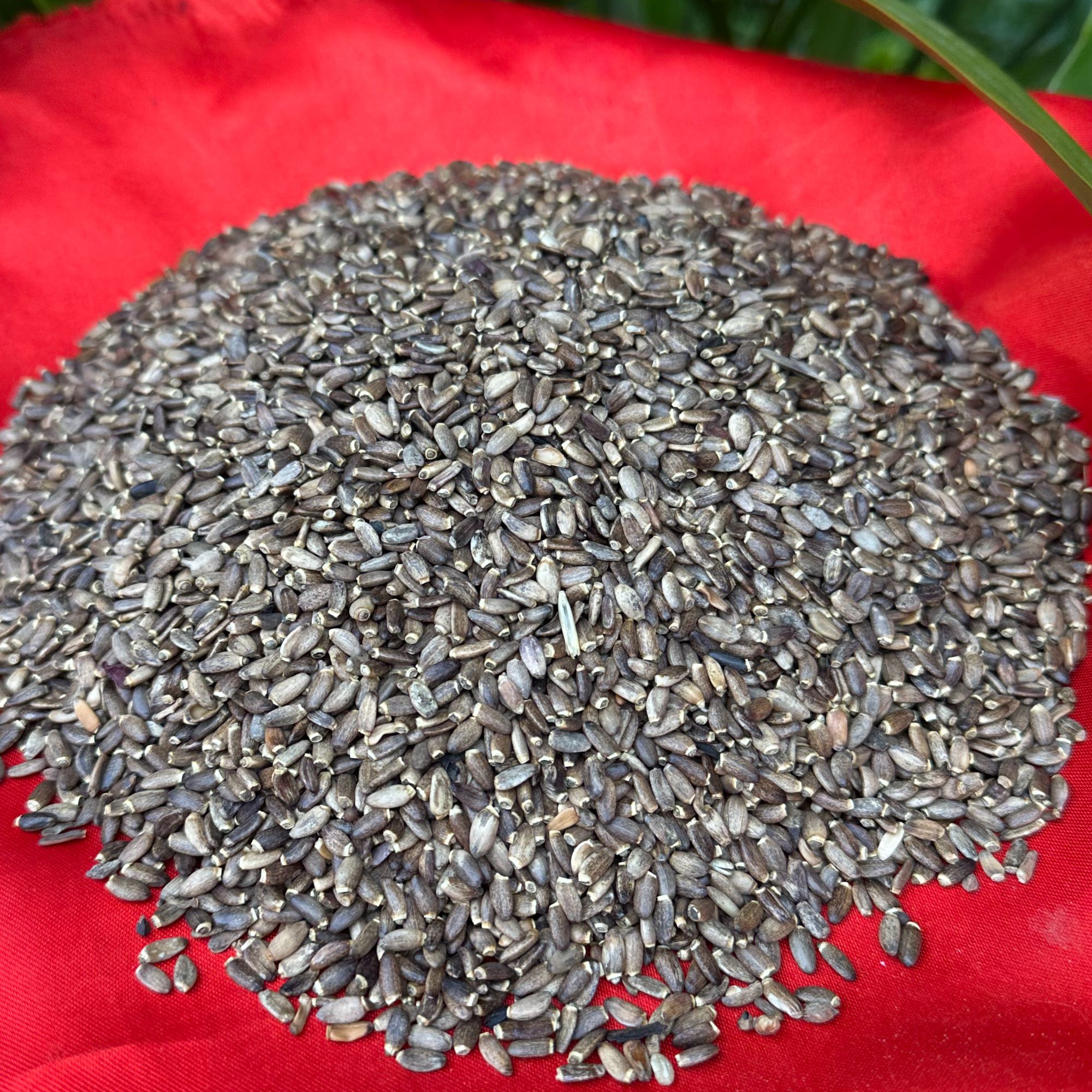 1【水-飞-蓟-干-货】净含量：250g-1000g【阿徐现收】