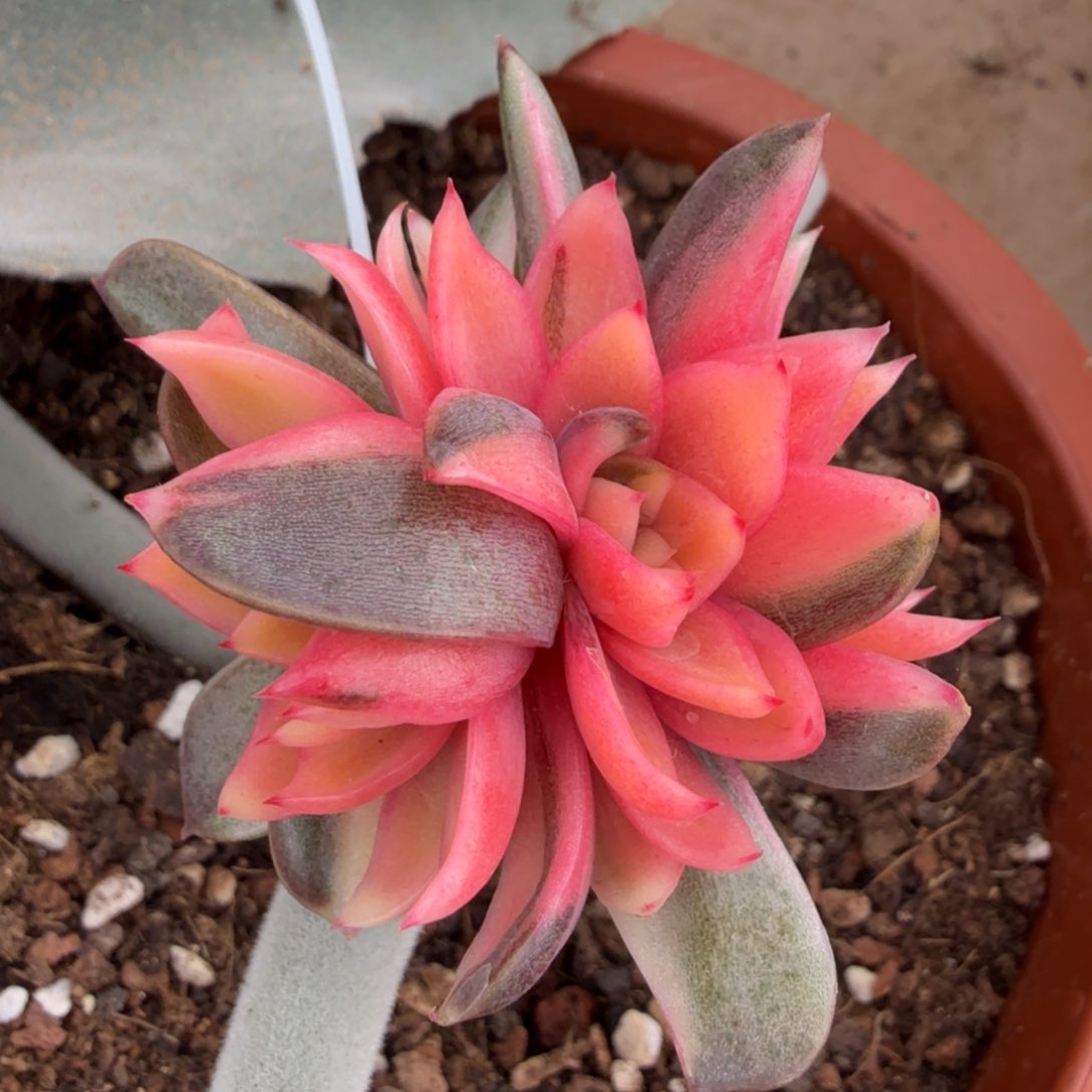 紫水晶锦朵朵缀化