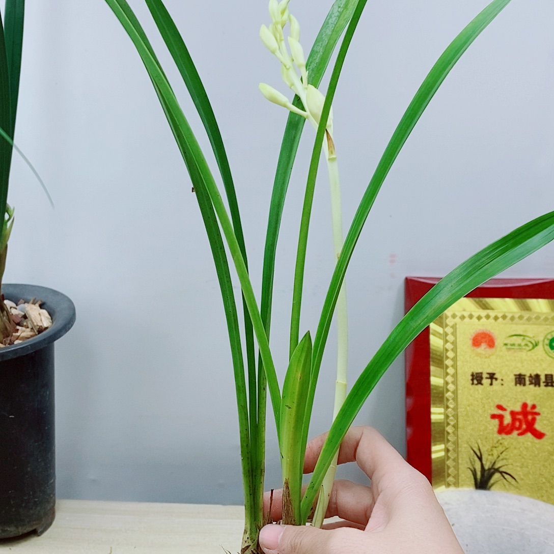 少量花朵（建议范围：2朵-5朵 或40%以下）